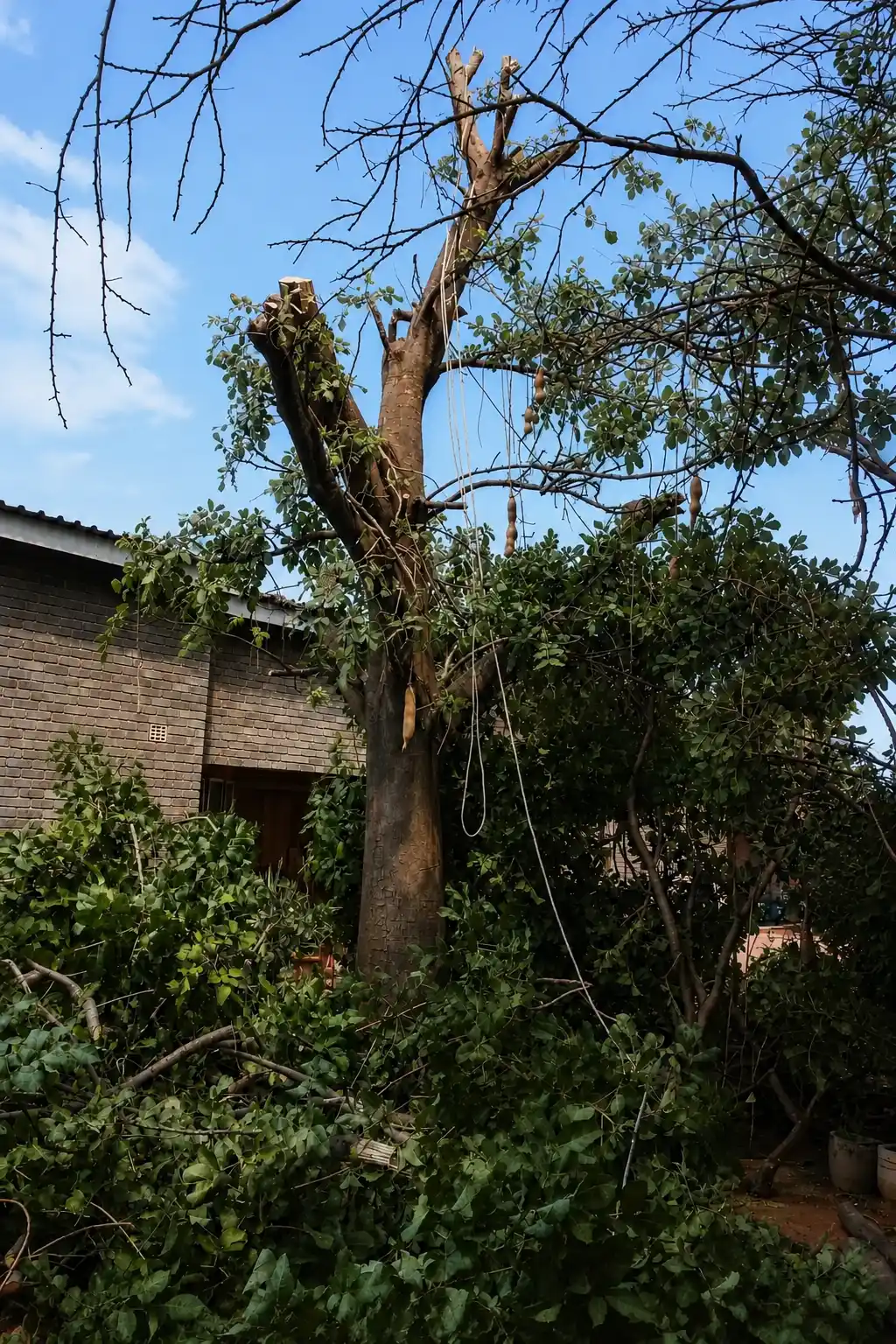 Emergency Tree Removal Pittsburgh