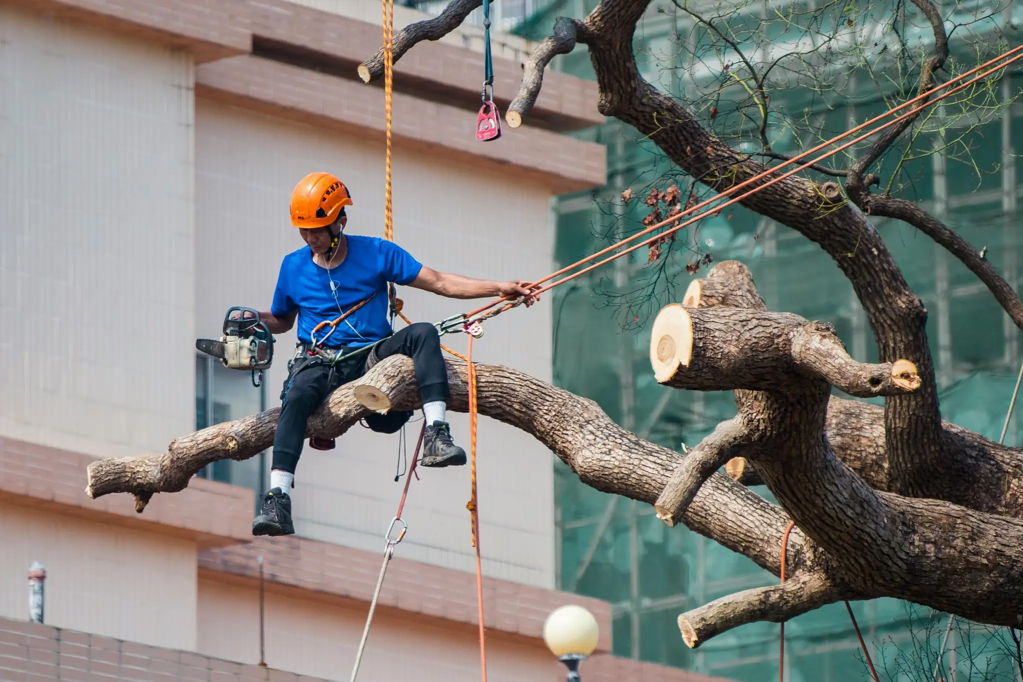 pittsburgh tree service
