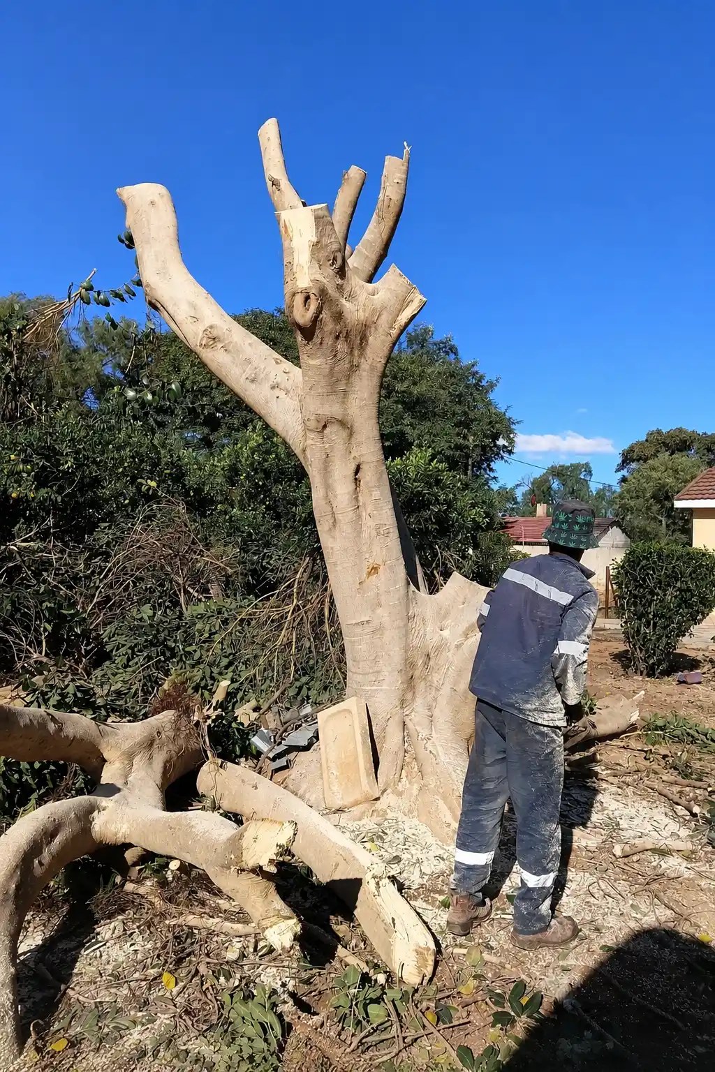 Residential Tree Removal