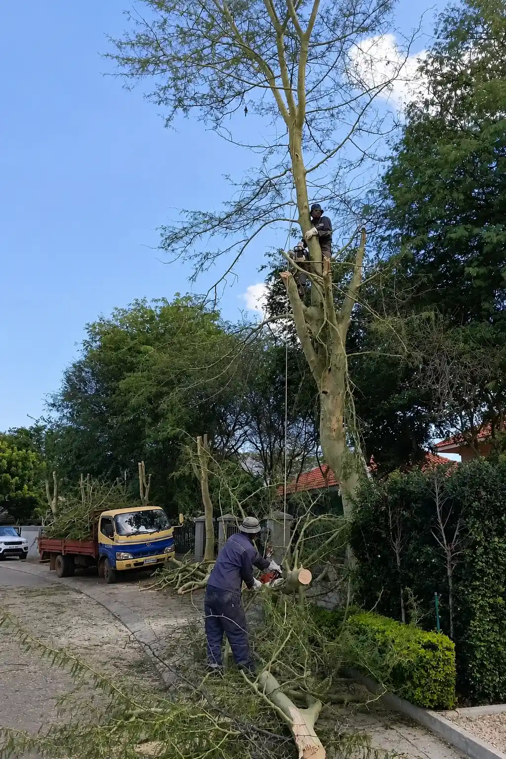 Roadside Tree Trimming