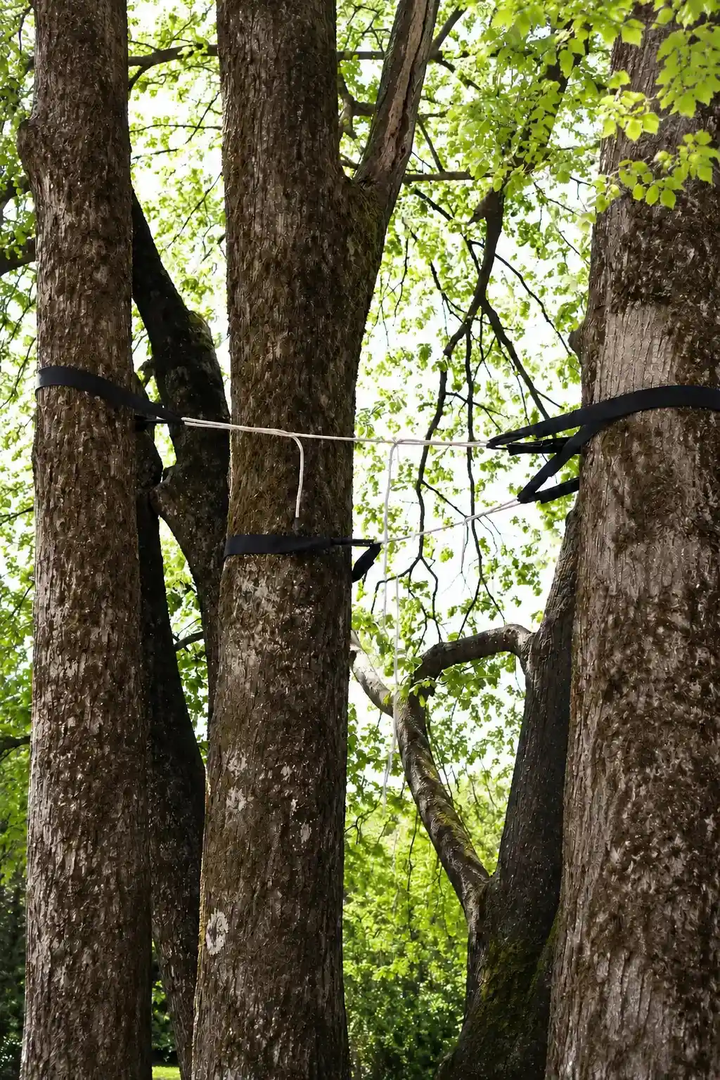 Tree Cabling Pittsbugh