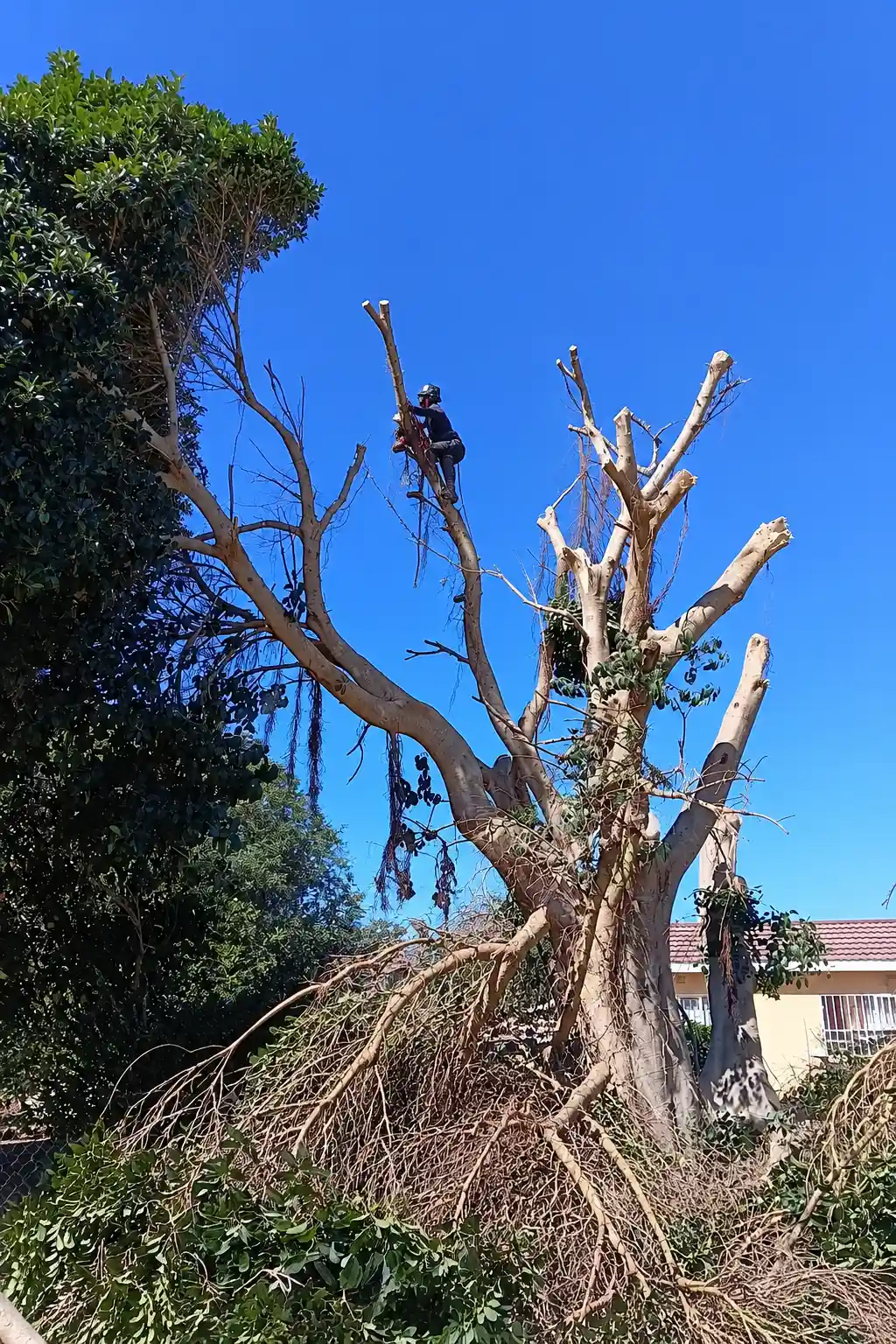 Tree Canopy Pruning