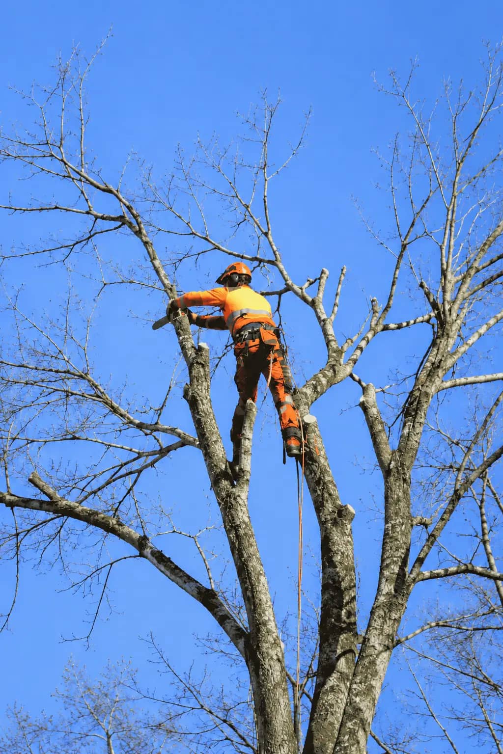 Tree Crowning Pittsburgh