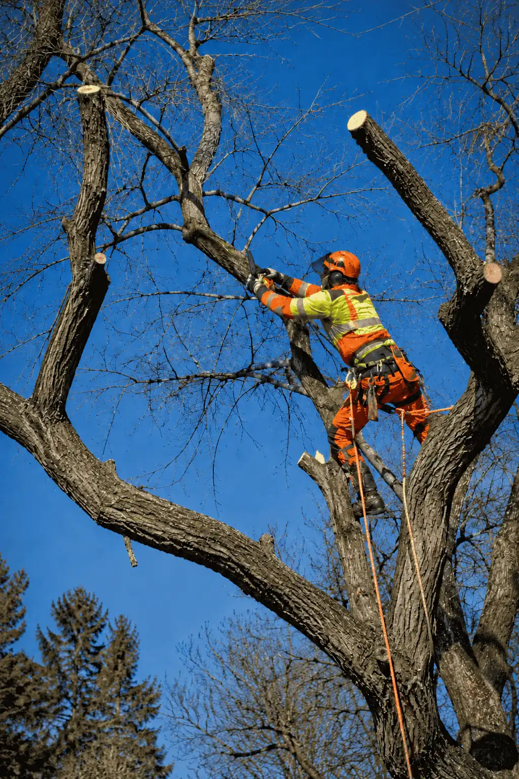 Tree Pruning Pittsbugh