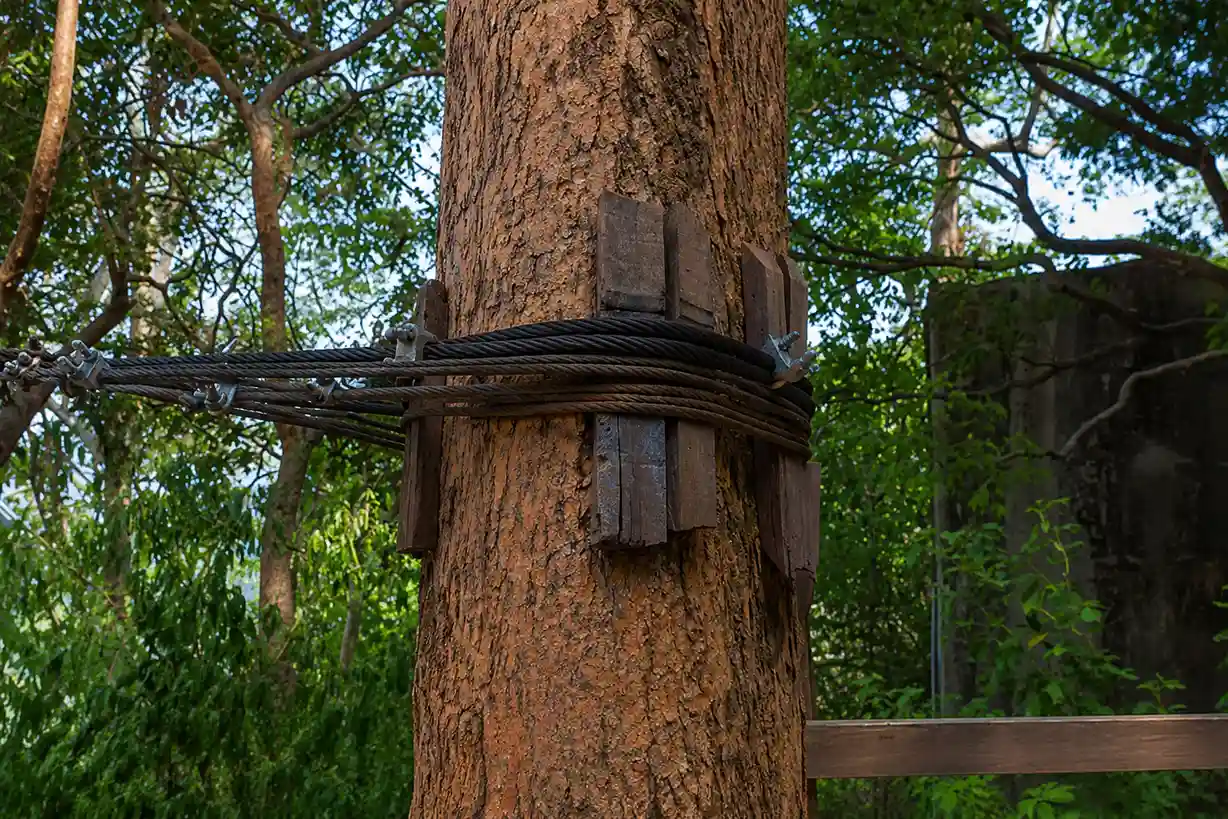 Tree Bracing