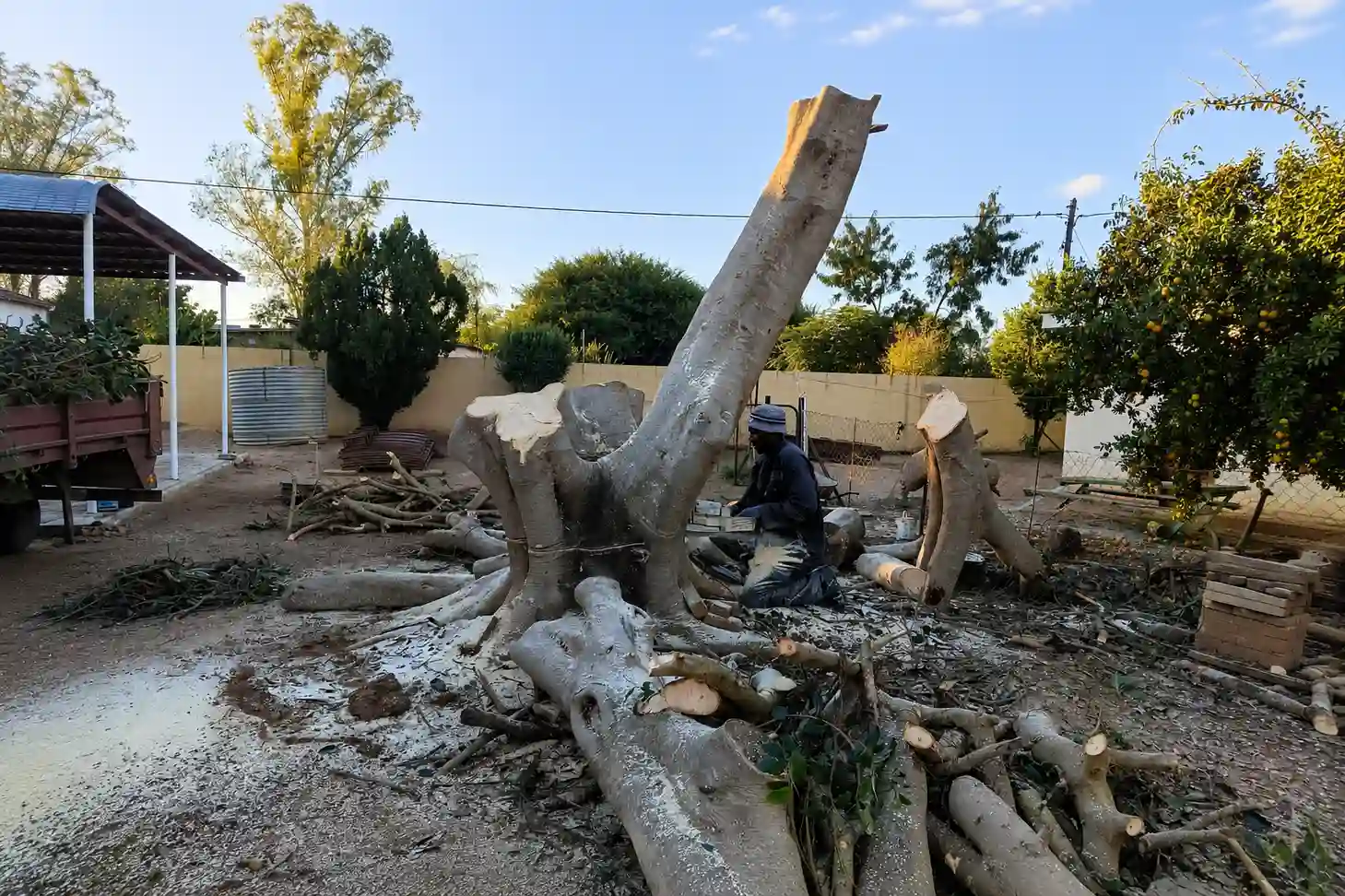 Tree Removal