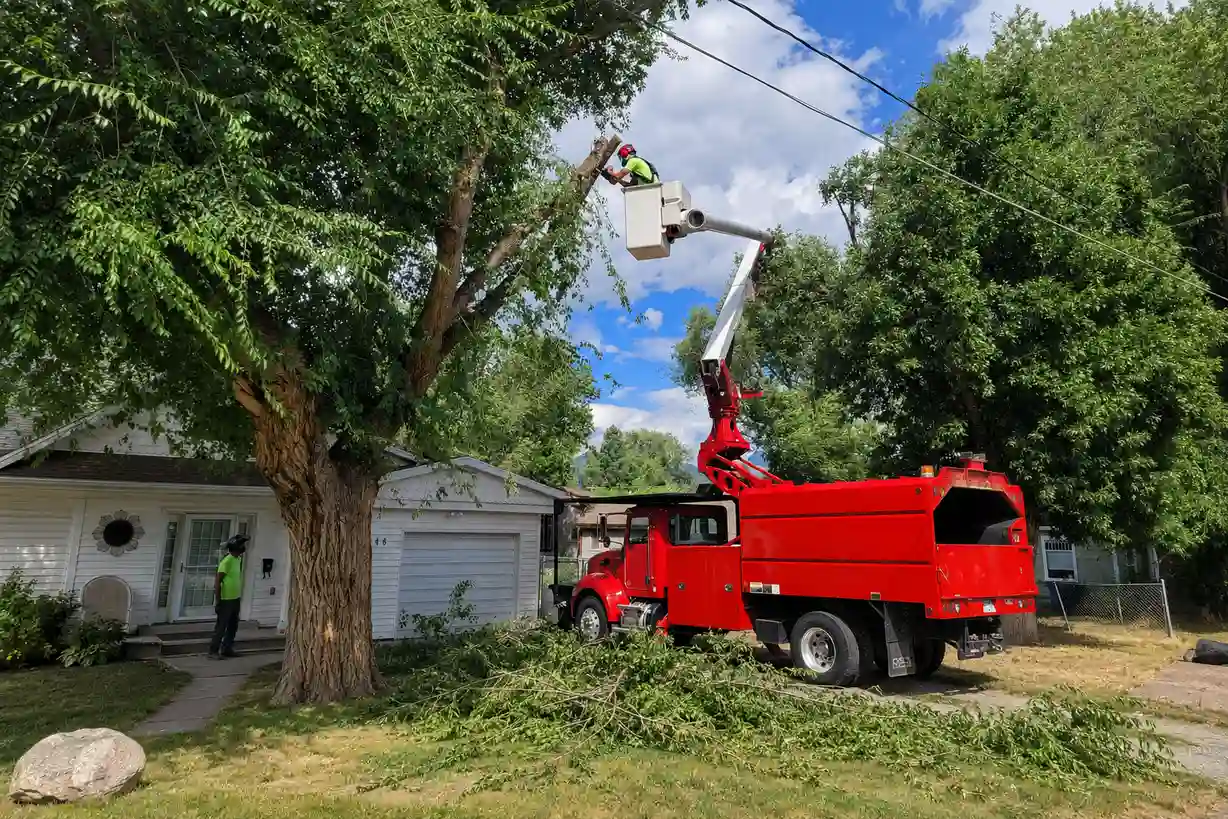 Tree Trimming